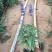 草花鼠尾草自产自销草花鼠尾草60万低价处理