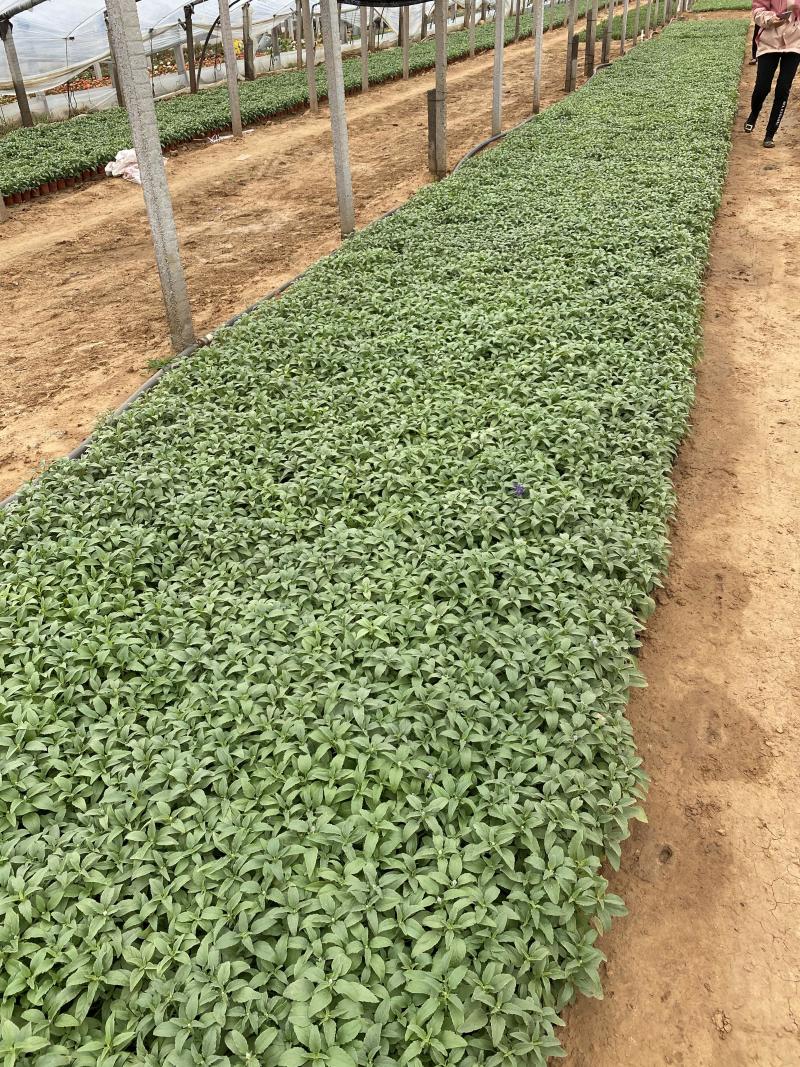 蓝花鼠尾草种植基地蓝花鼠尾草自产自销蓝花鼠尾草