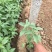 蓝花鼠尾草种植基地蓝花鼠尾草自产自销蓝花鼠尾草