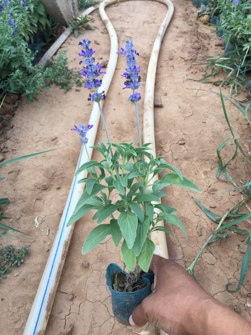 蓝花鼠尾草种植基地蓝花鼠尾草自产自销蓝花鼠尾草