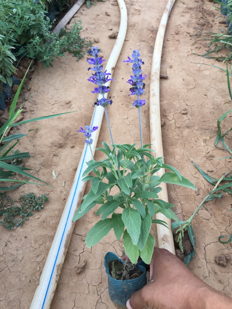 蓝花鼠尾草种植基地蓝花鼠尾草自产自销蓝花鼠尾草