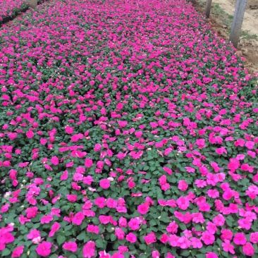 凤仙自产自销非洲凤仙种植基地80万低价处理