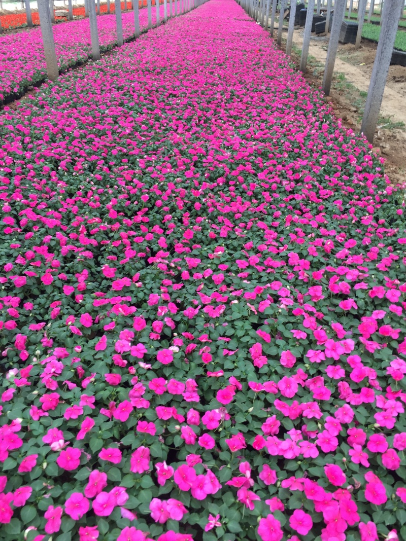 凤仙自产自销非洲凤仙种植基地80万低价处理