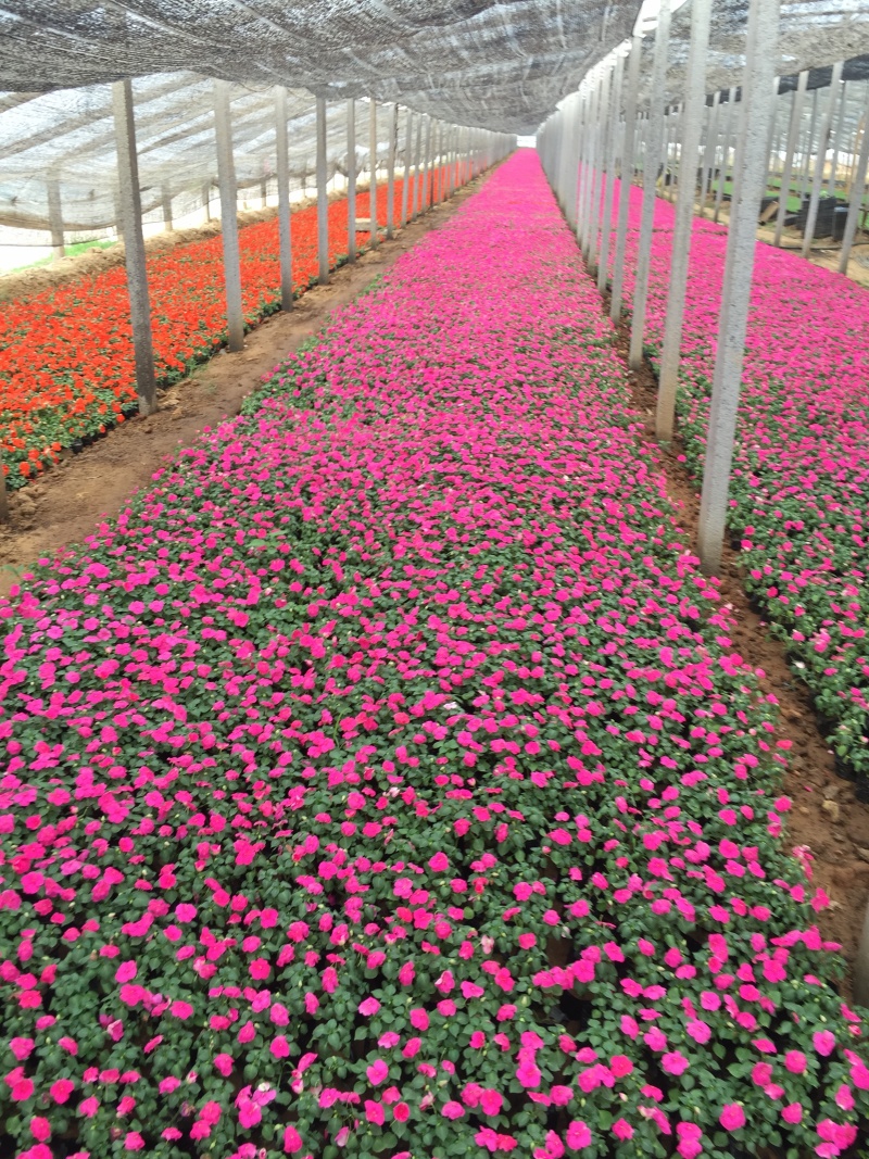 凤仙自产自销非洲凤仙种植基地80万低价处理