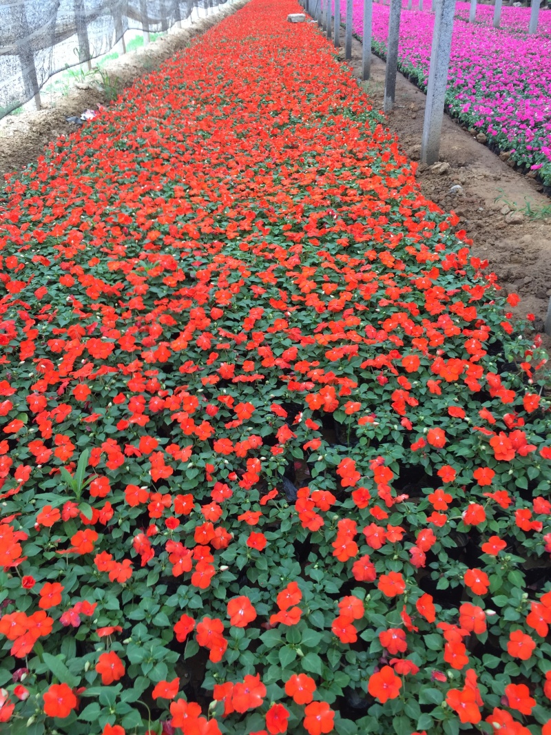 凤仙自产自销非洲凤仙种植基地80万低价处理