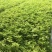 黄金署自产自销黄金署60万低价处理。黄金署