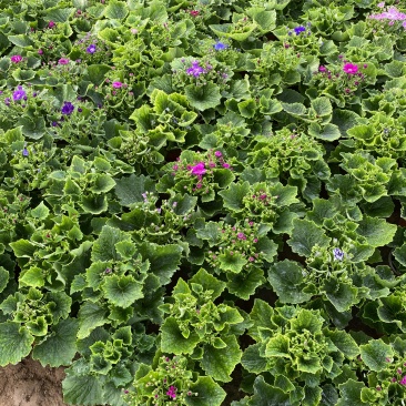 瓜叶菊自产自销瓜叶菊种植基地瓜叶菊50万低价处理