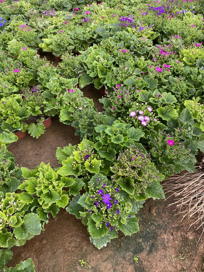 瓜叶菊自产自销瓜叶菊种植基地瓜叶菊50万低价处理