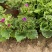 瓜叶菊自产自销瓜叶菊种植基地瓜叶菊50万低价处理