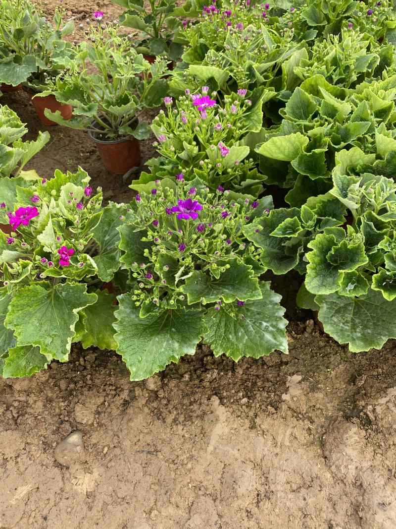 瓜叶菊自产自销瓜叶菊种植基地瓜叶菊50万低价处理
