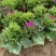 瓜叶菊自产自销瓜叶菊种植基地瓜叶菊50万低价处理