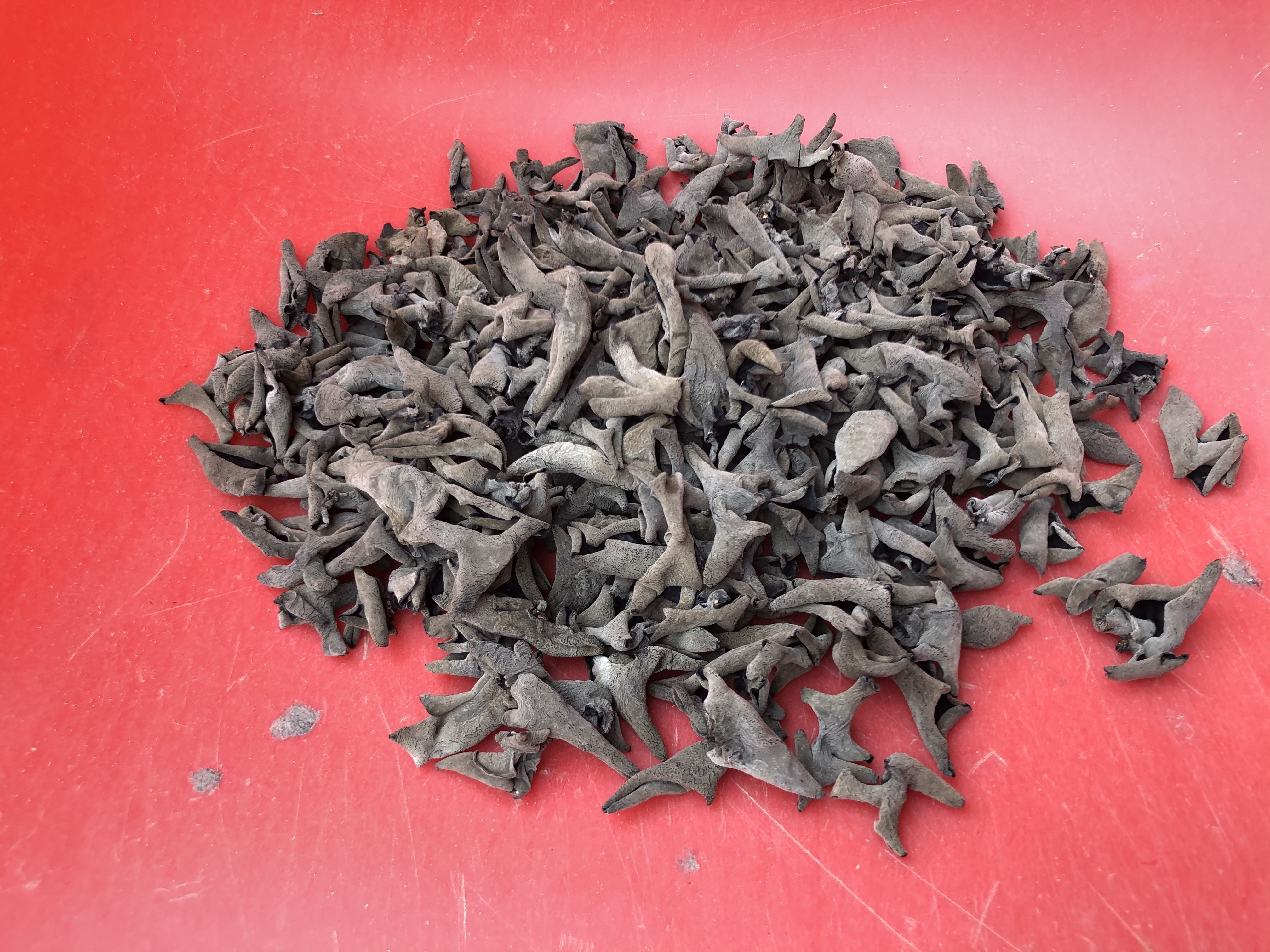 黑木耳与其他蔬菜搭配烹饪的画面