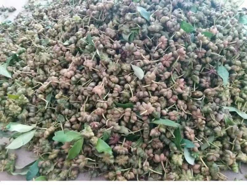 云南大红八角老树八角香味足/全干/去籽去把无硫春花八角