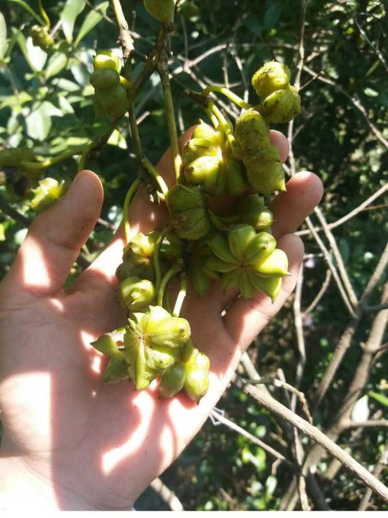 云南大红八角老树八角香味足/全干/去籽去把无硫春花八角