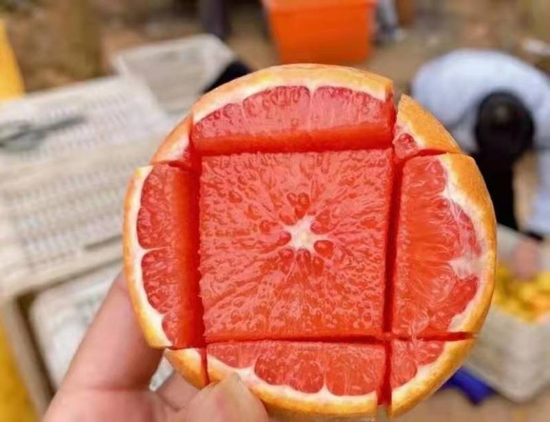 【一件代发/批发】正宗赣南血橙卡拉红肉脐橙果园现摘现发