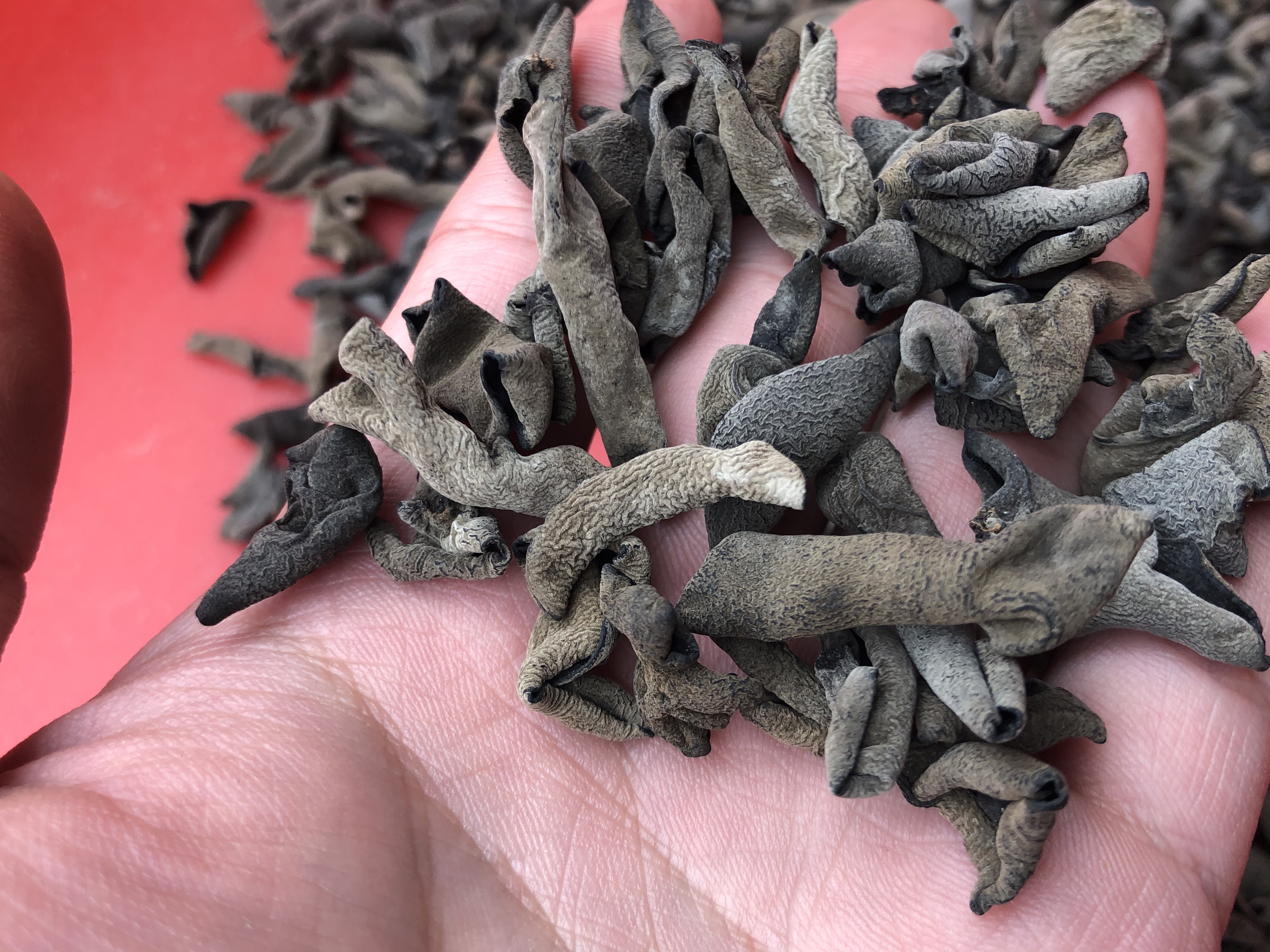 黑木耳泡发过程中微生物生长示意图