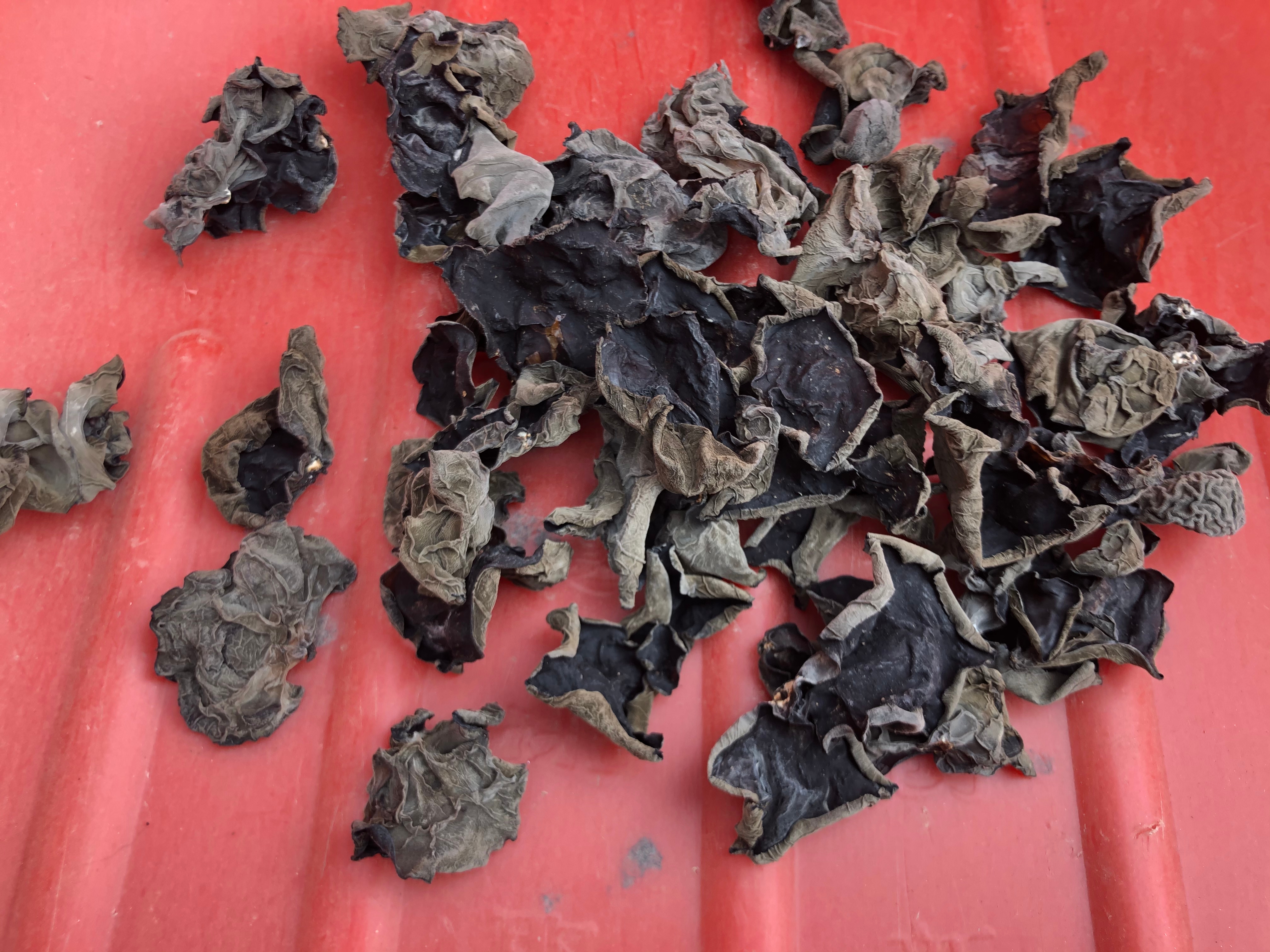 秋木耳的自然生长状态