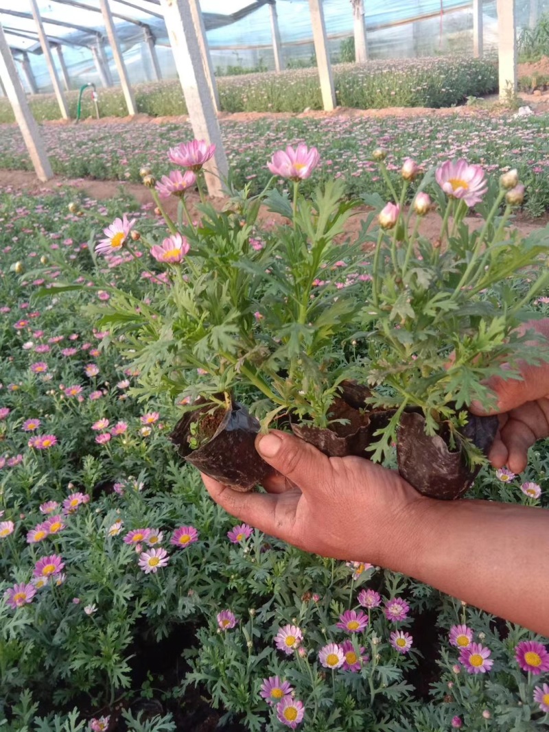 木春菊*终价格木春菊自产自销木春菊低价处理