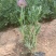 木春菊*终价格木春菊自产自销木春菊低价处理