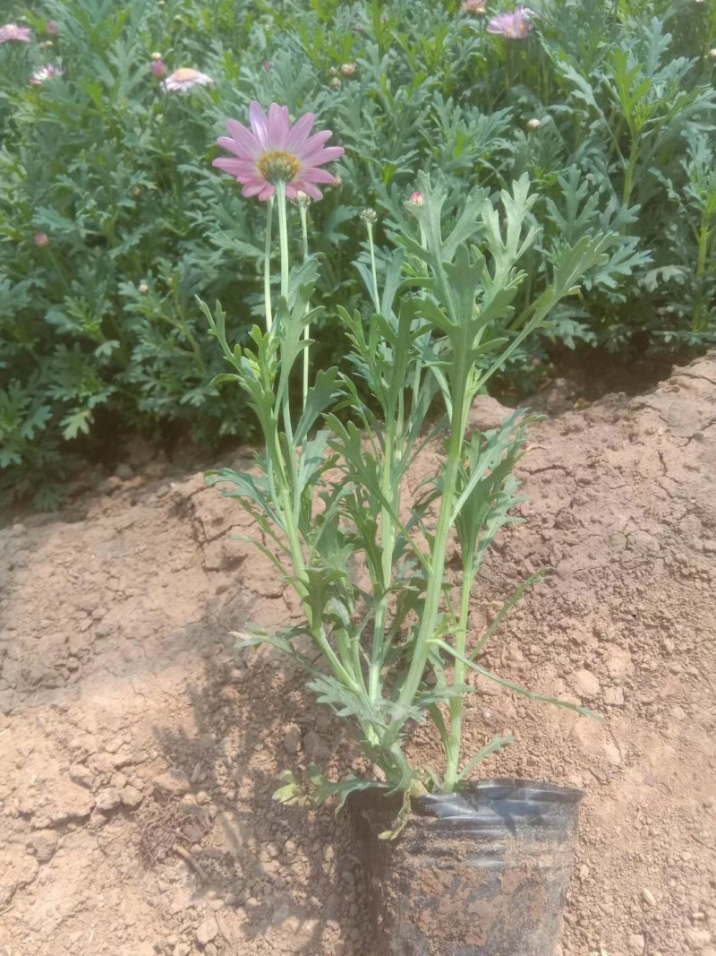 木春菊*终价格木春菊自产自销木春菊低价处理