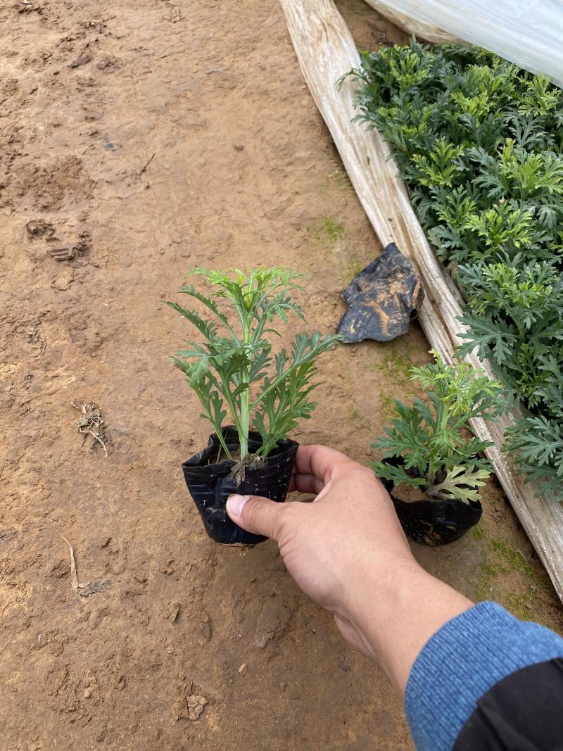木春菊*终价格木春菊自产自销木春菊低价处理