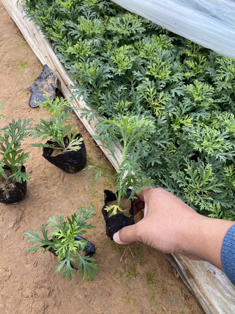 木春菊*终价格木春菊自产自销木春菊低价处理