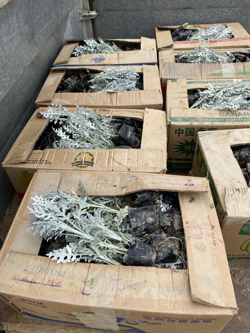 银叶菊自产自销银叶菊种植基地银叶菊低价处理