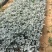 银叶菊自产自销银叶菊种植基地银叶菊低价处理
