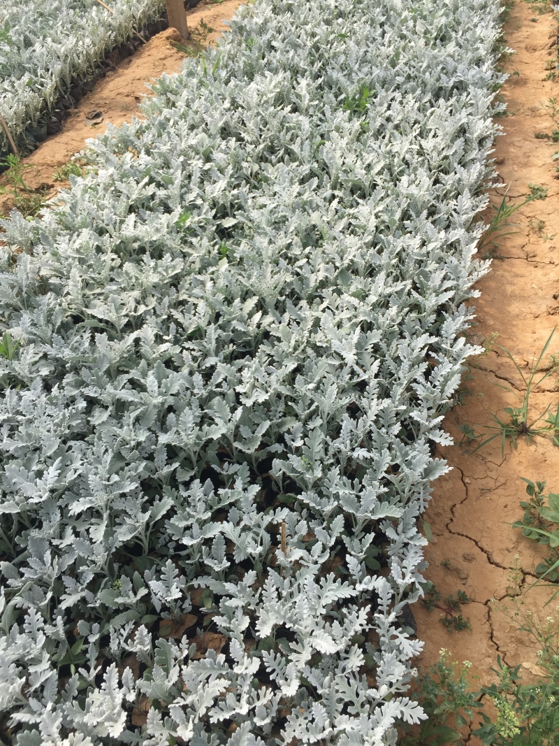 银叶菊自产自销银叶菊种植基地银叶菊低价处理