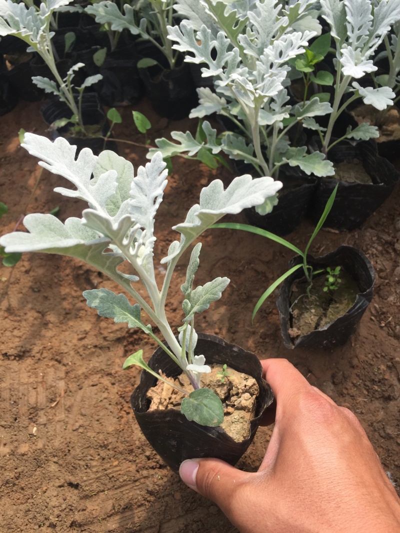 银叶菊自产自销银叶菊种植基地银叶菊低价处理