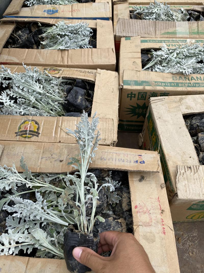银叶菊自产自销银叶菊种植基地银叶菊低价处理
