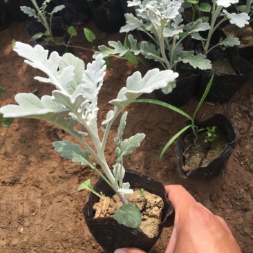 银叶菊自产自销银叶菊种植基地银叶菊低价处理