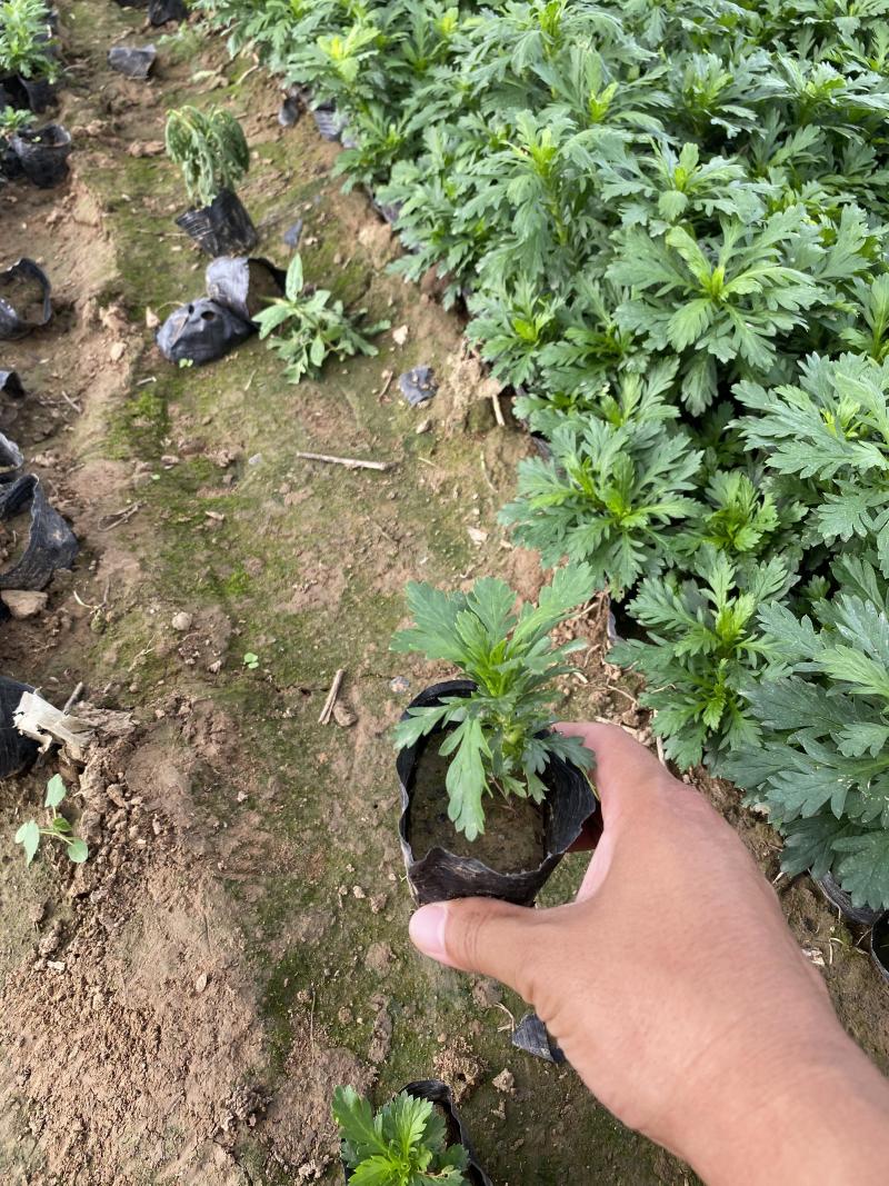 黄金菊自产自销黄金菊种植基地黄金菊低价处理