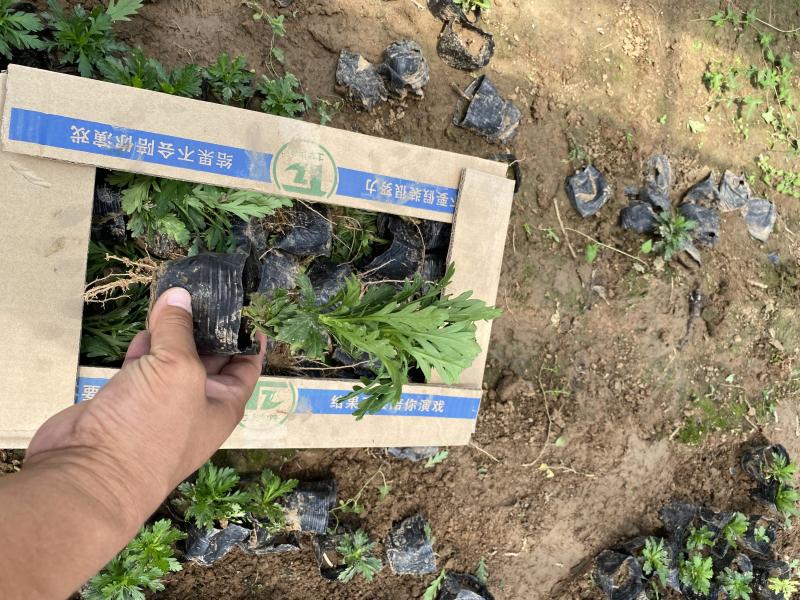 黄金菊自产自销黄金菊种植基地黄金菊低价处理