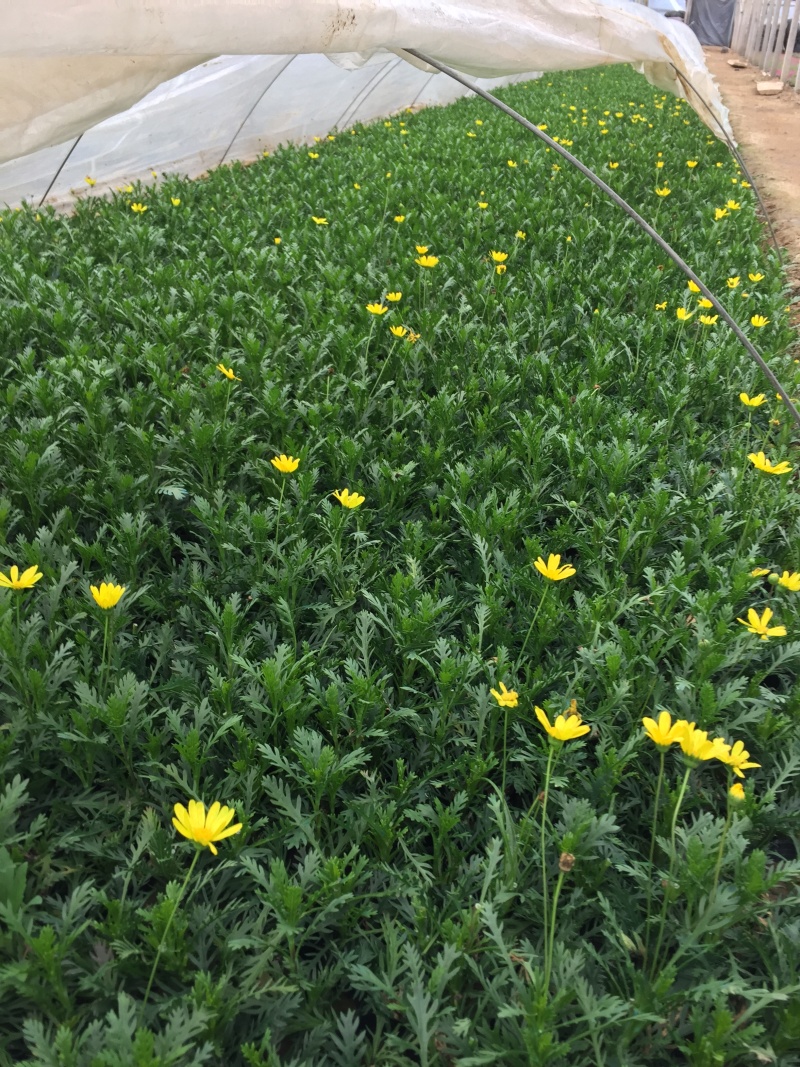 黄金菊自产自销黄金菊种植基地黄金菊低价处理