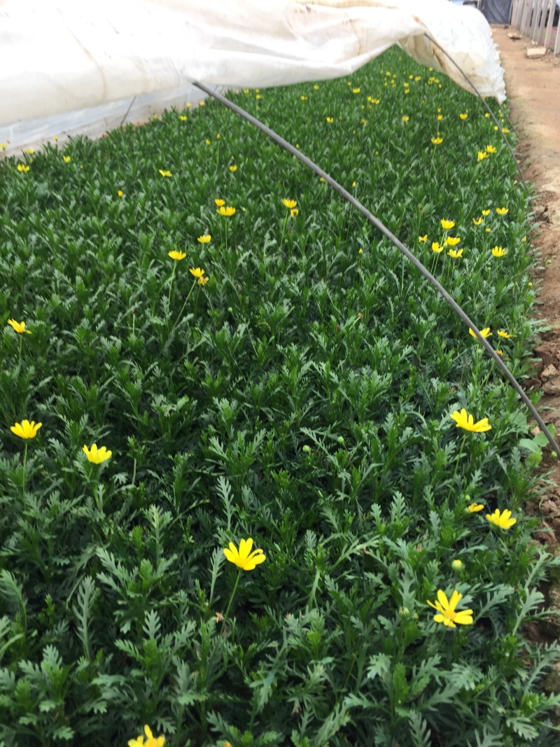 黄金菊自产自销黄金菊种植基地黄金菊低价处理