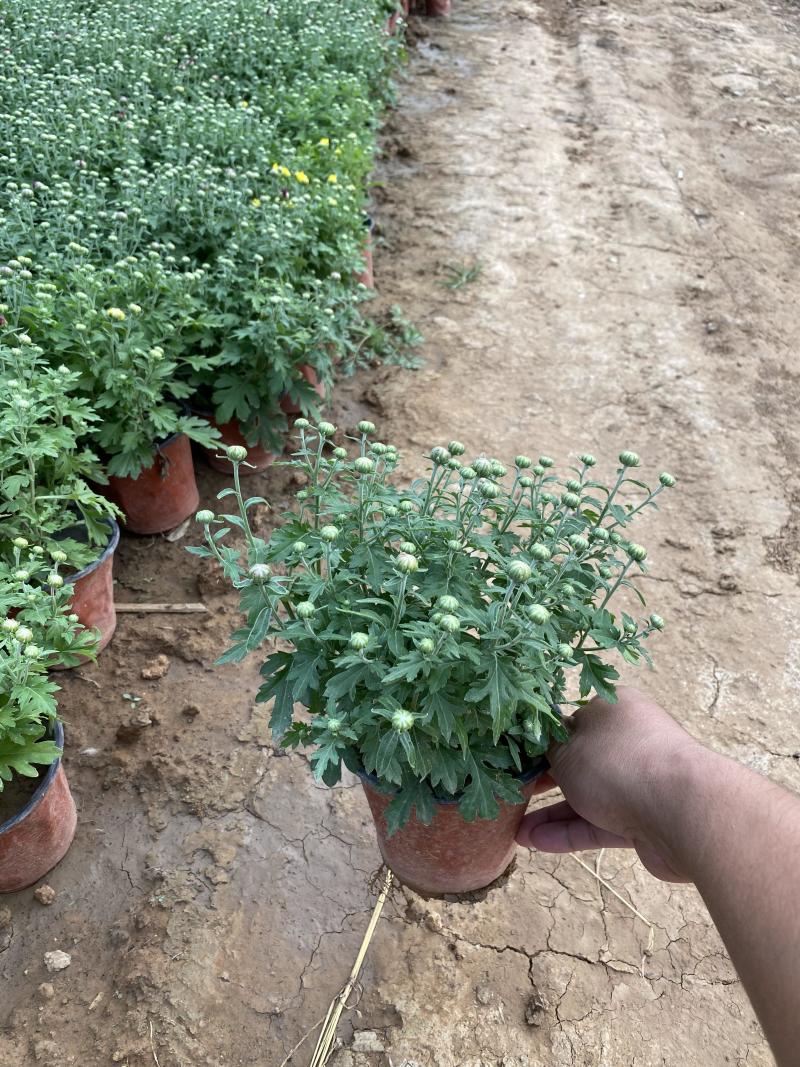 国庆菊种植基地国庆菊600万低价处理