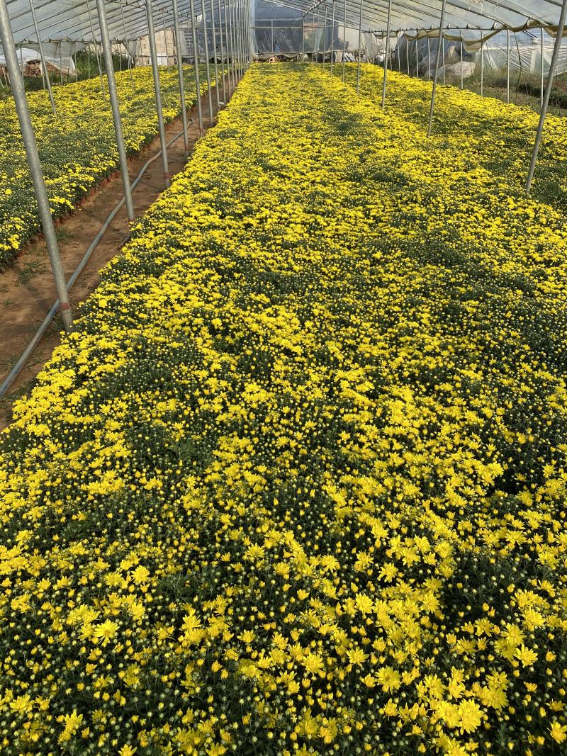 国庆菊种植基地国庆菊600万低价处理