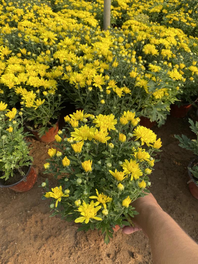 国庆菊种植基地国庆菊600万低价处理