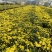 国庆菊种植基地国庆菊600万低价处理