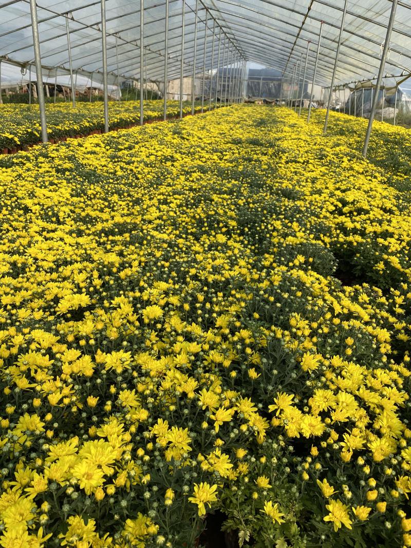 国庆菊种植基地国庆菊600万低价处理