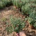 国庆菊种植基地国庆菊600万低价处理