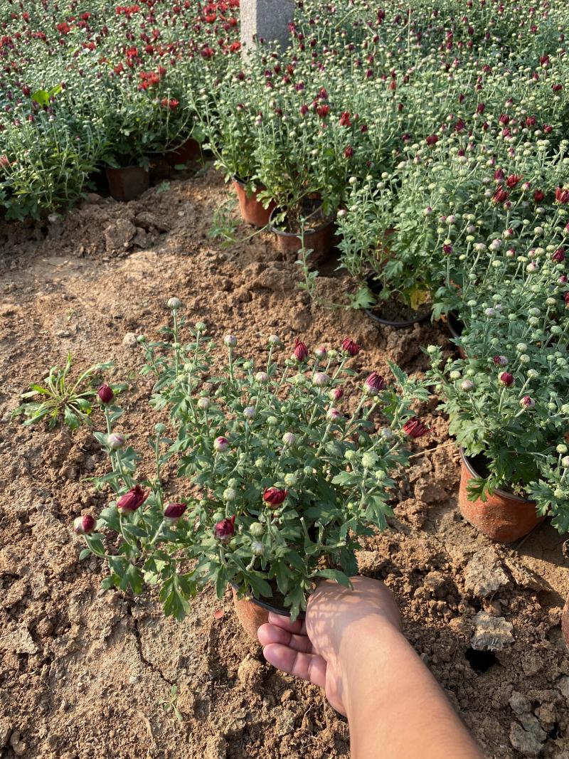 国庆菊种植基地国庆菊600万低价处理