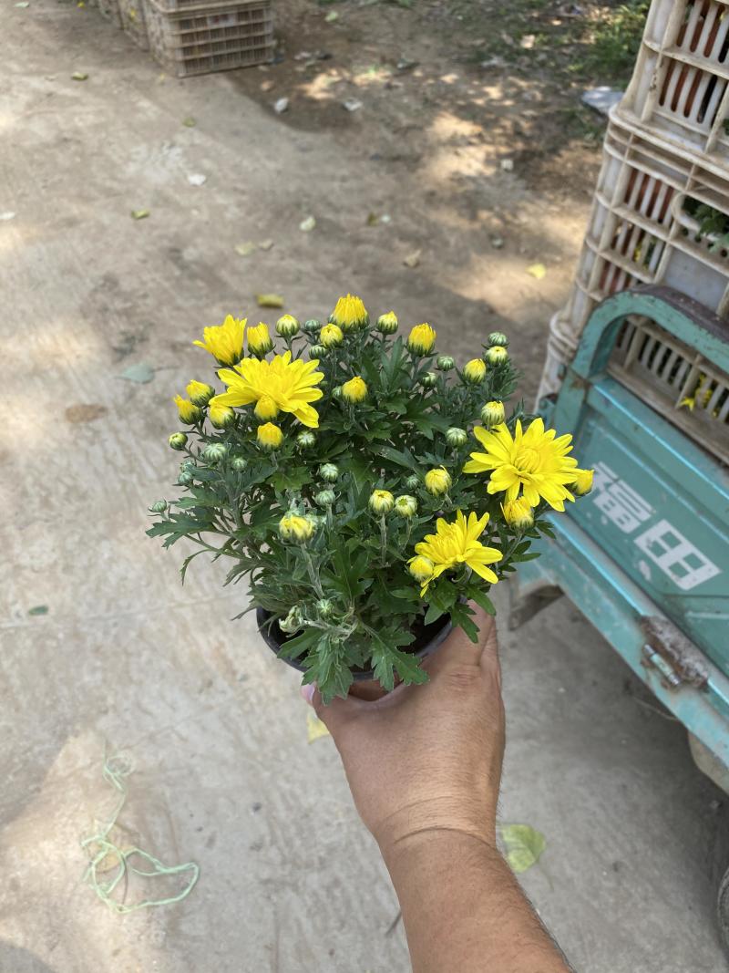 国庆菊种植基地国庆菊600万低价处理