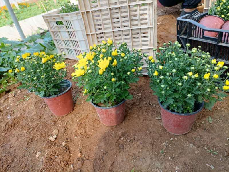 国庆菊种植基地国庆菊600万低价处理