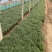国庆菊种植基地国庆菊600万低价处理