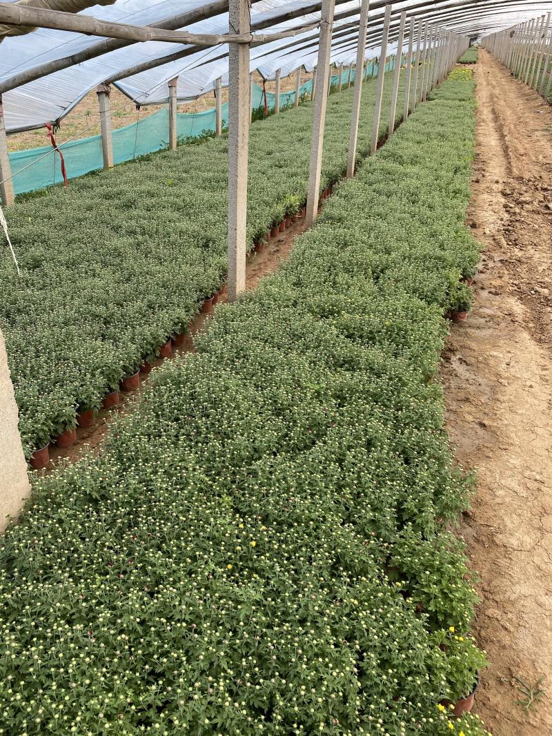 国庆菊种植基地国庆菊600万低价处理