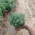 国庆菊种植基地国庆菊600万低价处理
