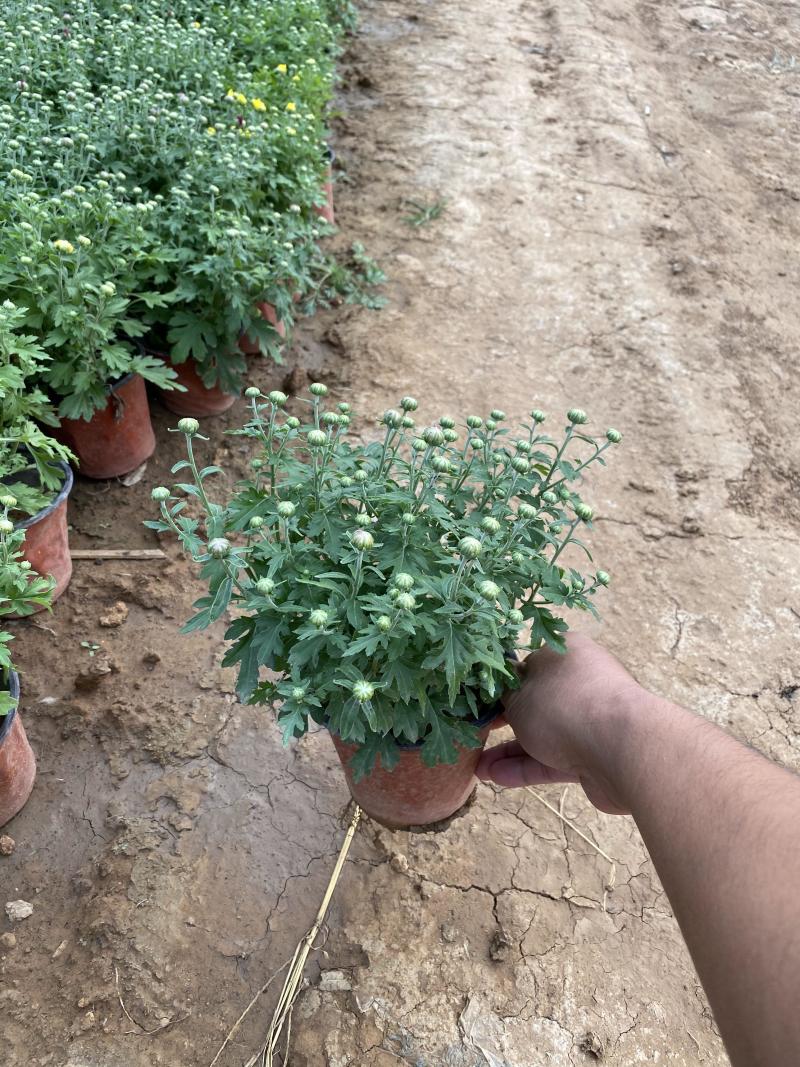 国庆菊种植基地国庆菊600万低价处理