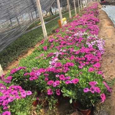 南非万寿菊农户直销南非万寿菊60万低价处理